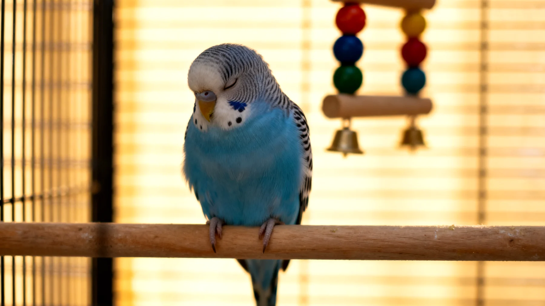 Wellensittiche zeigen nach einer Kastration oft Verhaltensänderungen wie Lethargie und Desinteresse an Spielzeug, wodurch eine angepasste und schonende Beschäftigung notwendig wird, um die Genesung zu unterstützen ohne den Vogel zu überfordern"